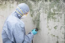 Best Mold Damage Restoration in New Rochelle, NY